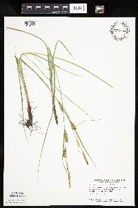 Carex pellita image