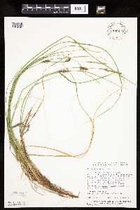 Carex pellita image