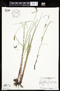 Carex pellita image