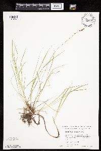 Carex pensylvanica image