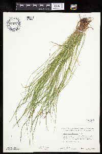 Carex pensylvanica image