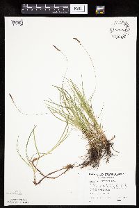 Carex pensylvanica image