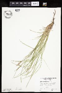 Carex pensylvanica image