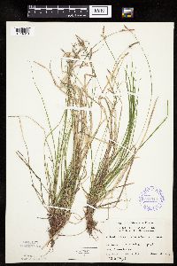 Carex pensylvanica image