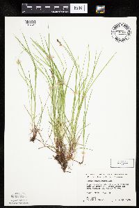 Carex pensylvanica image