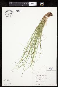 Carex pensylvanica image