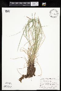 Carex pensylvanica image