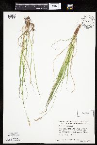 Carex pensylvanica image