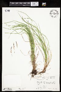 Carex pensylvanica image