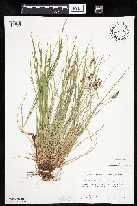 Carex pensylvanica image