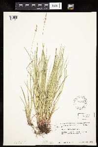 Carex pensylvanica image