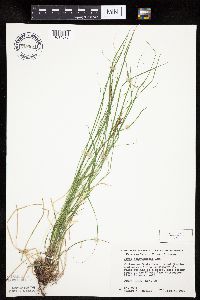 Carex pensylvanica image