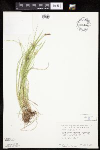 Carex pensylvanica image