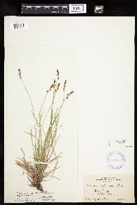 Carex pensylvanica image