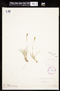 Carex pensylvanica image