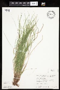 Carex pensylvanica image