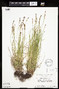 Carex pensylvanica image