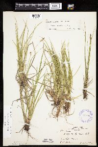 Carex pensylvanica image