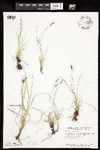 Carex pensylvanica image