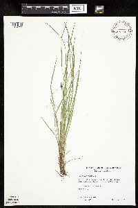 Carex pensylvanica image