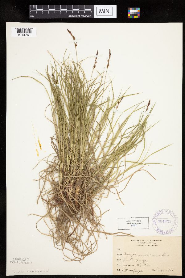 Carex pensylvanica image