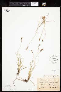 Carex pensylvanica image