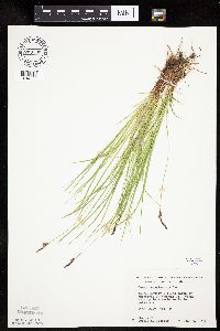 Carex pensylvanica image