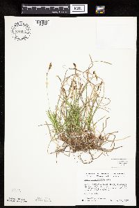 Carex pensylvanica image