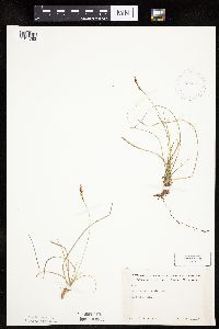 Carex pensylvanica image