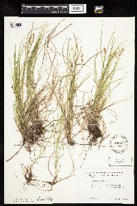 Carex pensylvanica image
