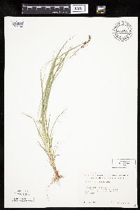 Carex pensylvanica image