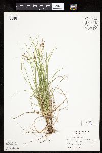 Carex pensylvanica image