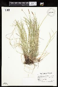 Carex pensylvanica image