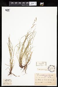 Carex pensylvanica image