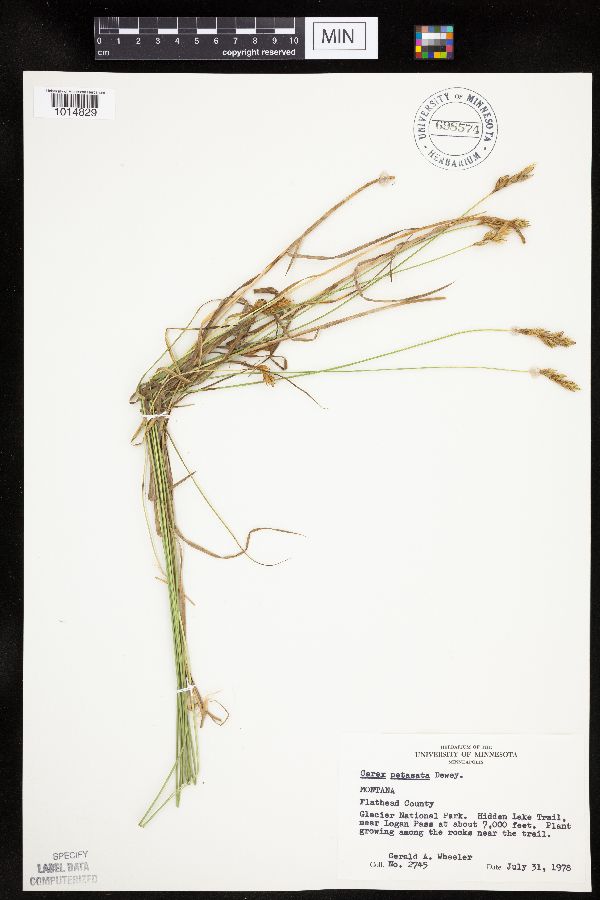 Carex petasata image