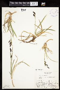 Carex podocarpa image