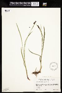 Carex podocarpa image