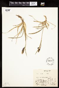 Carex podocarpa image