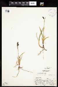 Carex podocarpa image