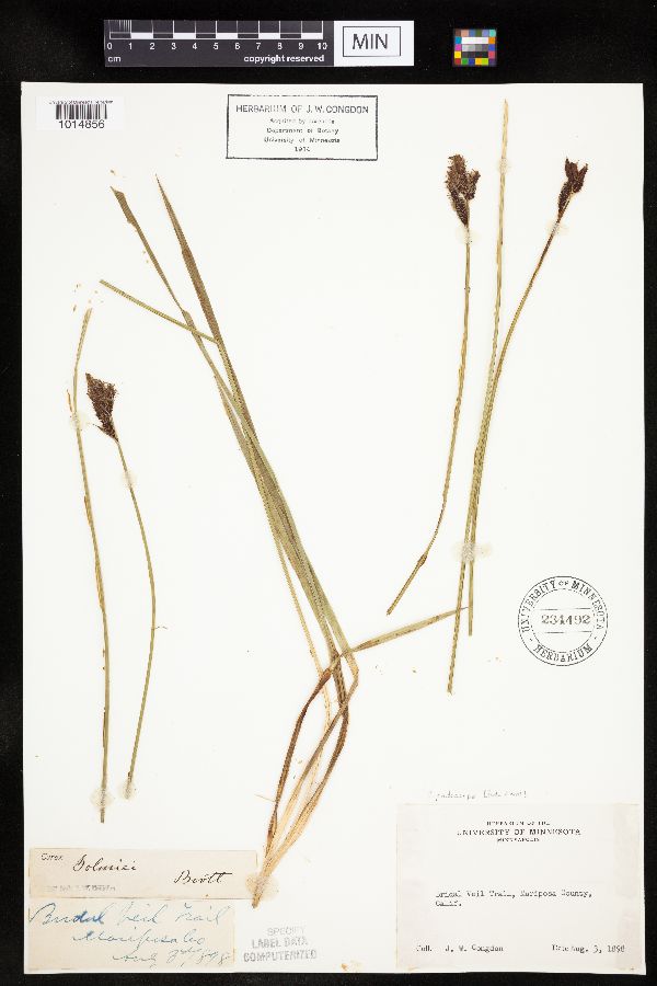 Carex podocarpa image