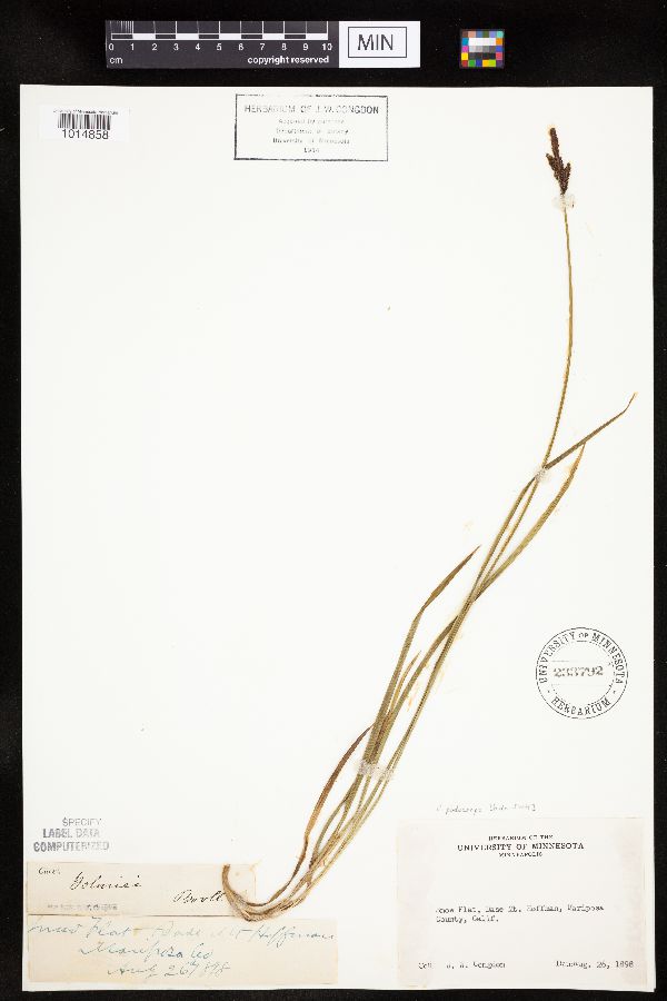 Carex podocarpa image