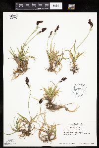 Carex podocarpa image