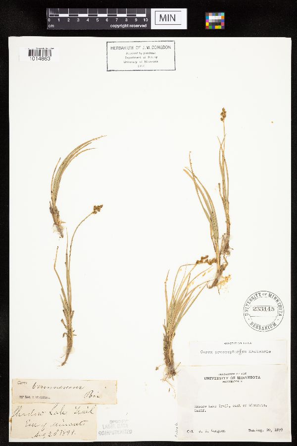Carex praeceptorium image