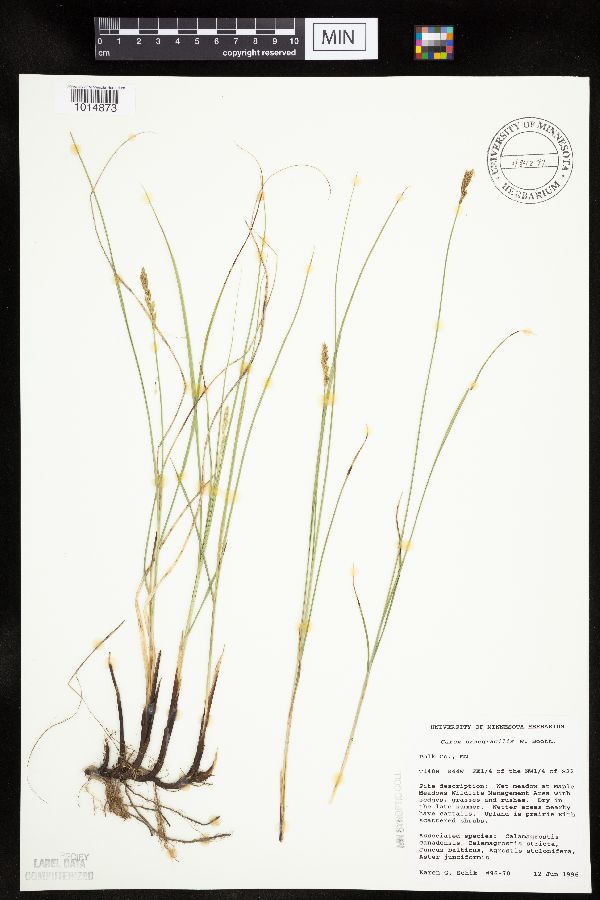 Carex praegracilis image