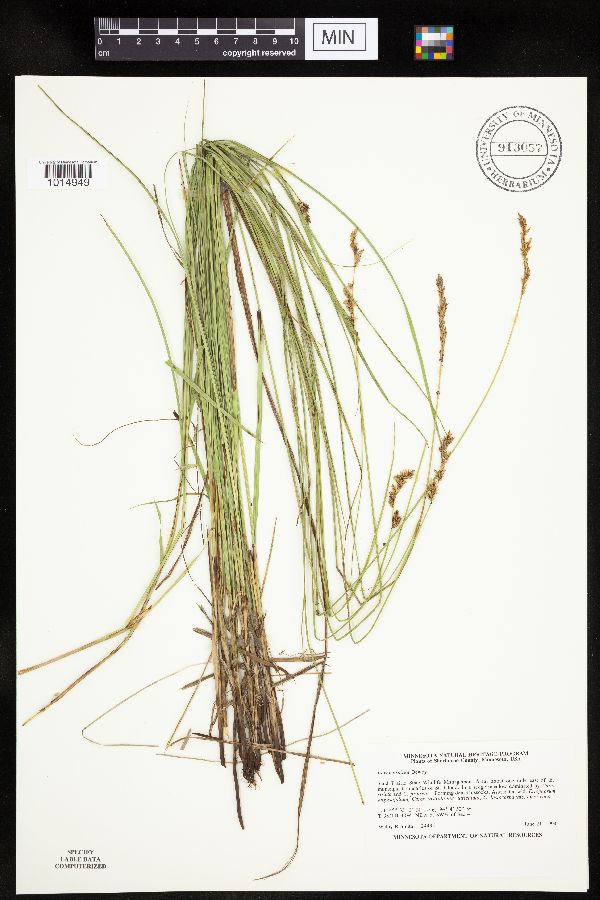 Carex prairea image