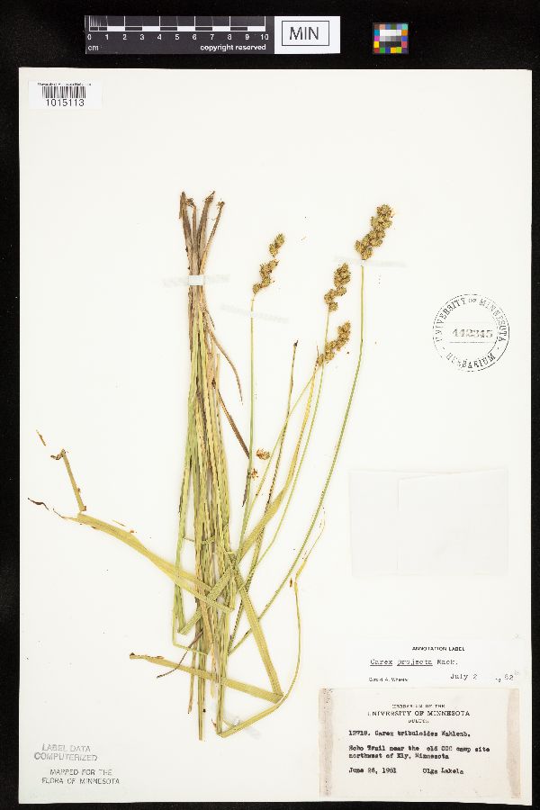 Carex projecta image