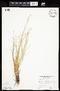 Carex rosea image