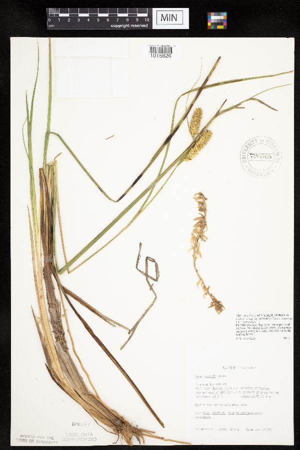 Carex rostrata x utriculata image