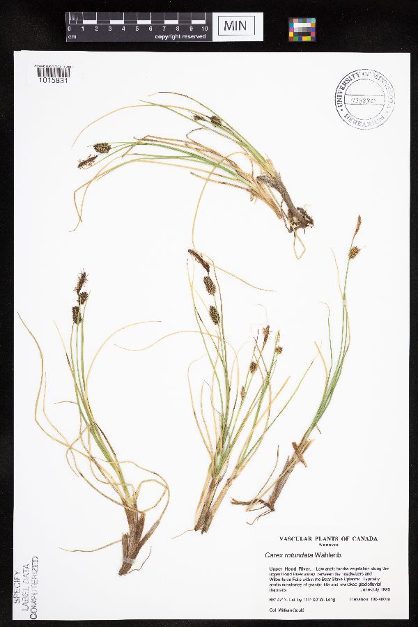 Carex rotundata image