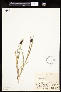 Carex saxatilis image